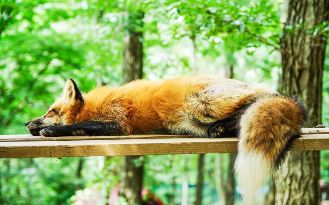 Améliorer votre sommeil