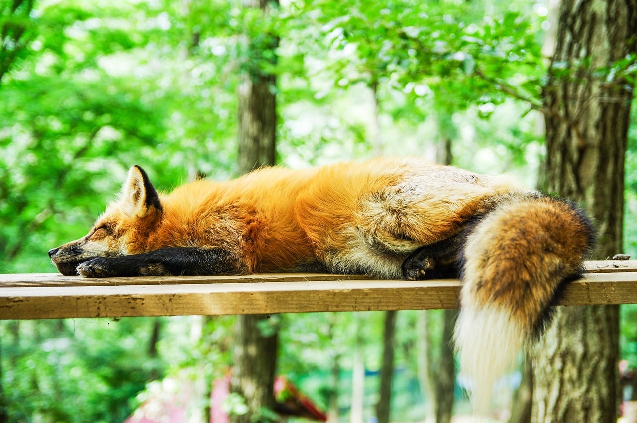 Améliorer son sommeil